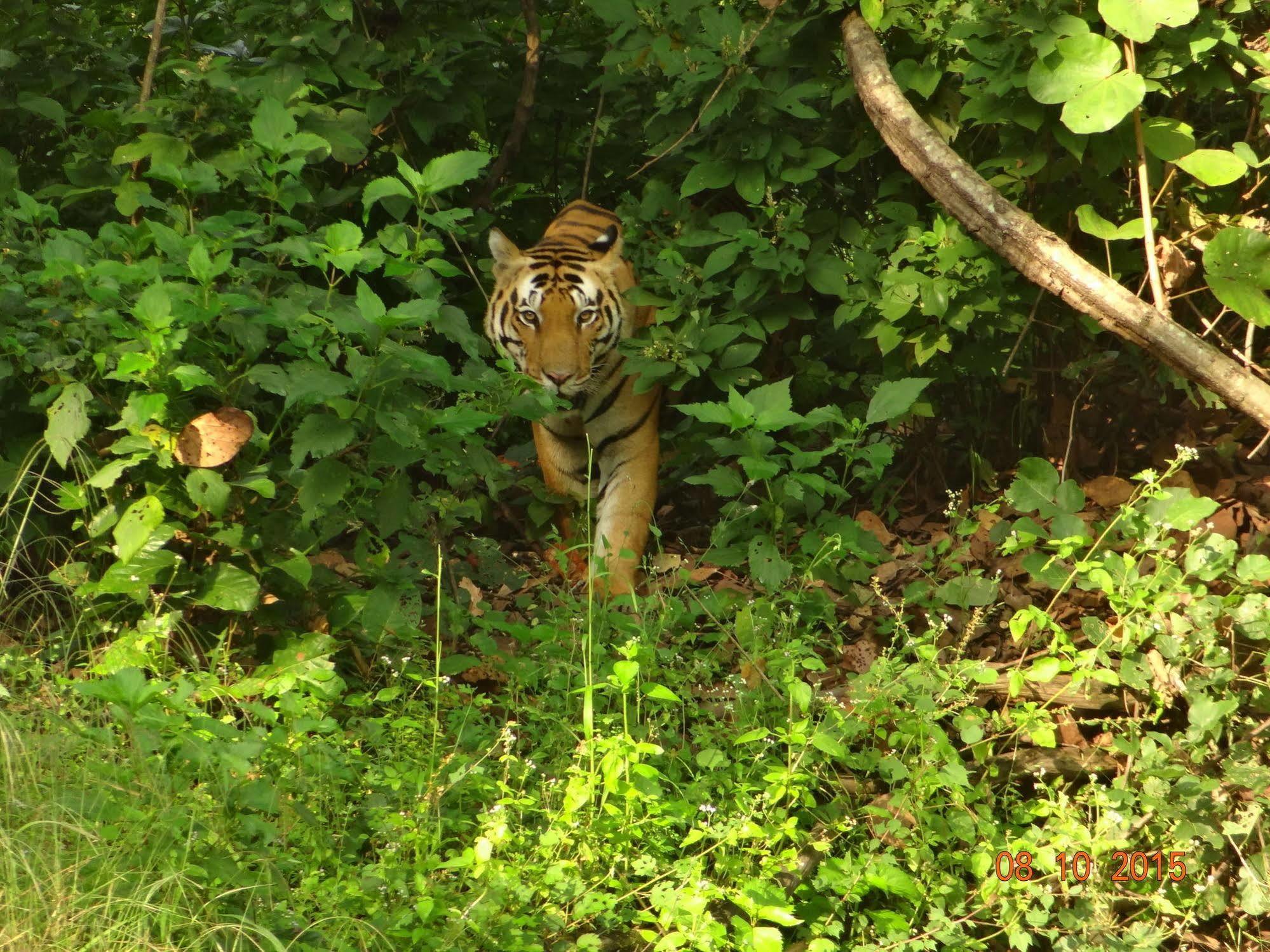 Windsor Tiger Resort Khatia Kültér fotó